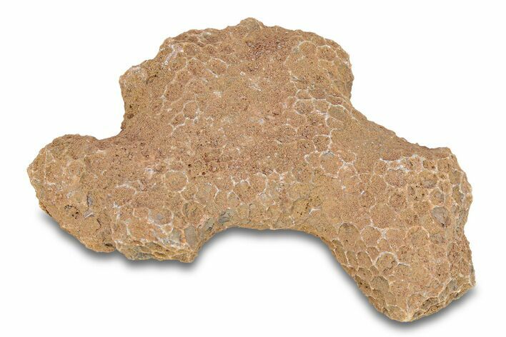 Fossil Tabulate Coral - Western Sahara, Morocco #289600